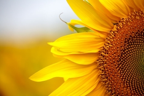 sunflower-house (480x320).jpg