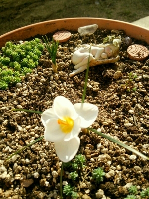 Crocuswhite.jpg