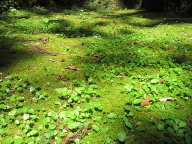 Moss grows.jpg