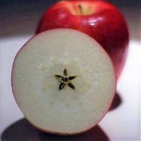 apple-starseed.jpg