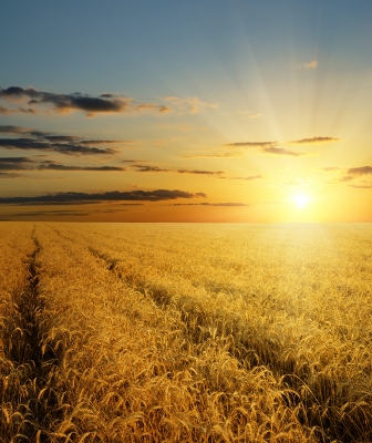 barley harvest.jpg