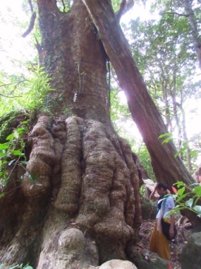 camphor tree_kono.jpg