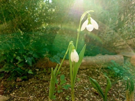 imbolcsnowdrop2017.jpg