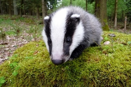 mabonbadger_(450x301).jpg