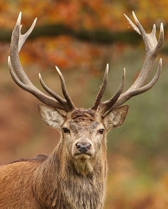 red-stagdeer.jpg