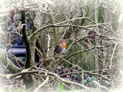 robin2.jpg