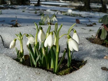 snowdoropimbolc.jpg