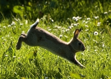 spring-rabbit-ostara.jpg
